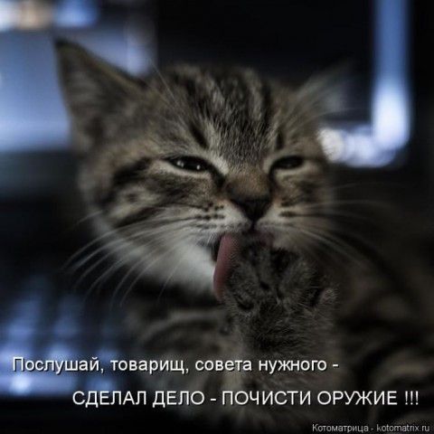 Смешные и забавные картинки зверей, фото 6 Смешные и забавные картинки зверей, фото 6