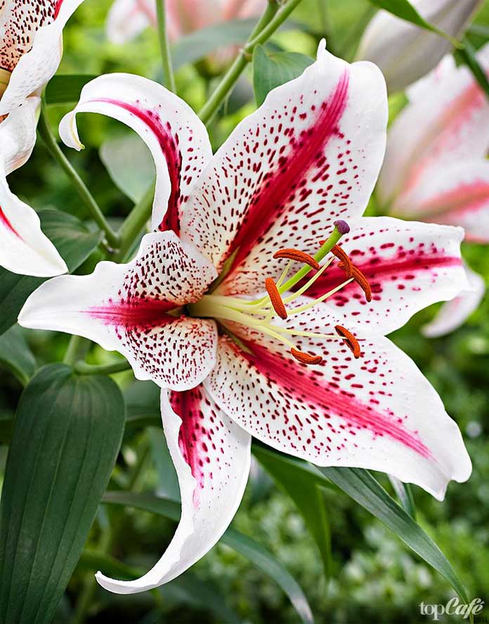 Лето в калейдоскопе ярких лилий., фото 4