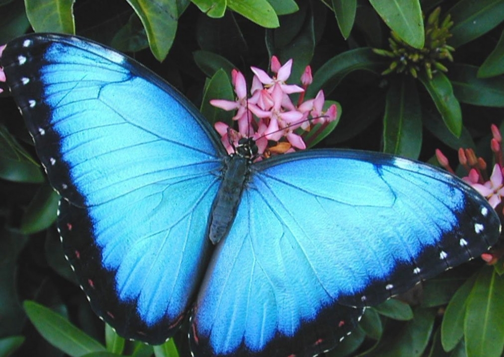 Красота тропических бабочек, фото 3