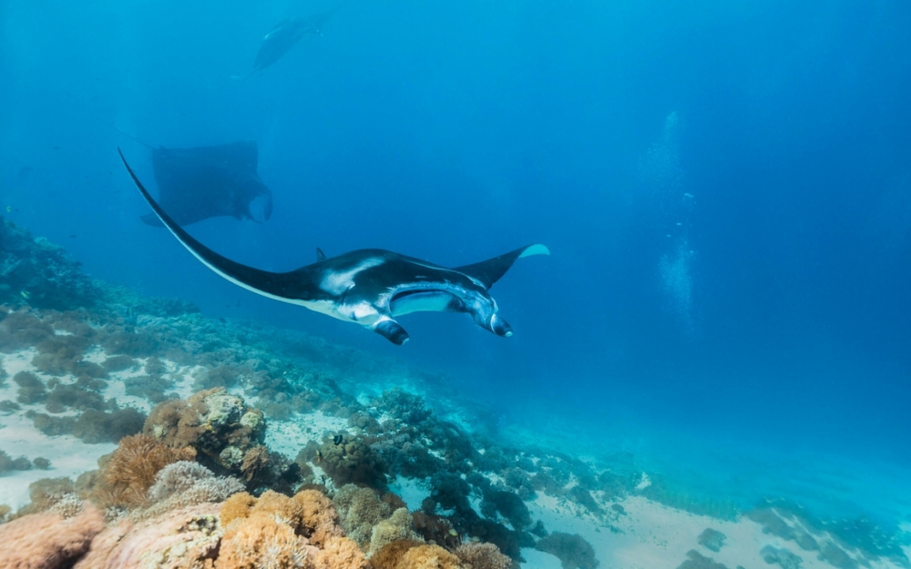 Обои мир моря (1), фото 3 Обои мир моря (1), фото 3