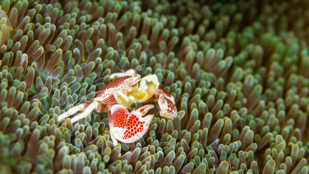 Обои мир моря (2), фото 3 Обои мир моря (2), фото 3