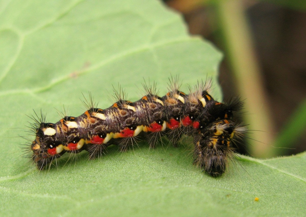 Гусеницы-модницы, фото 3 Гусеницы-модницы, фото 3
