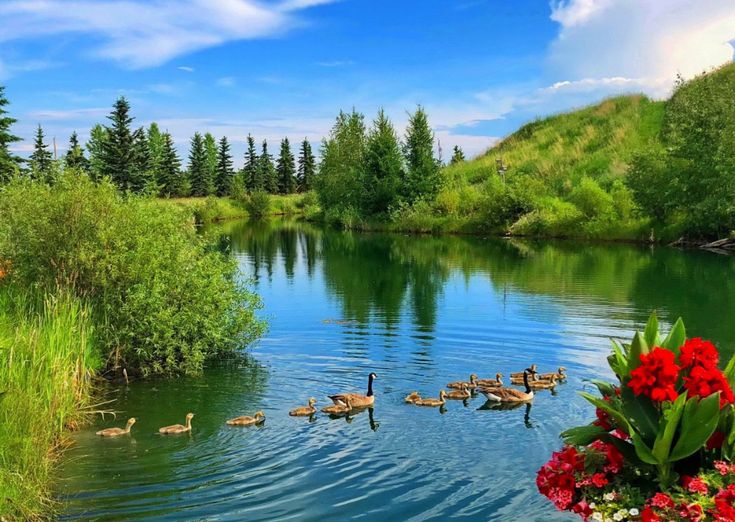 Лето, лето, васильки в букетах), фото 3