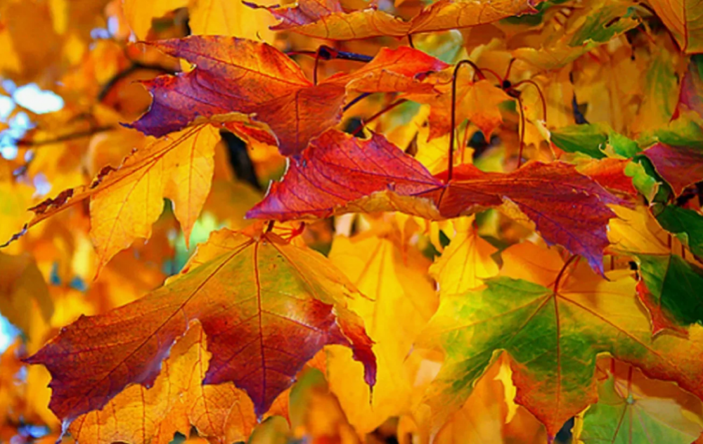 Листья золотой осени, фото 3 Листья золотой осени, фото 3