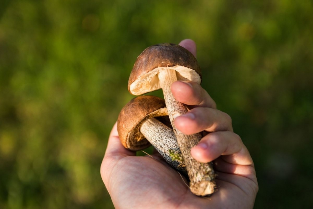 Тихая охота, фото 3 Тихая охота, фото 3