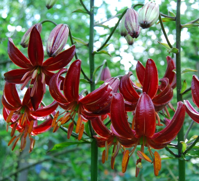 Лето в калейдоскопе ярких лилий., фото 6