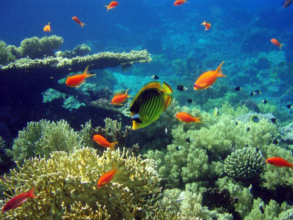 Удивительный мир Красного моря, фото 4