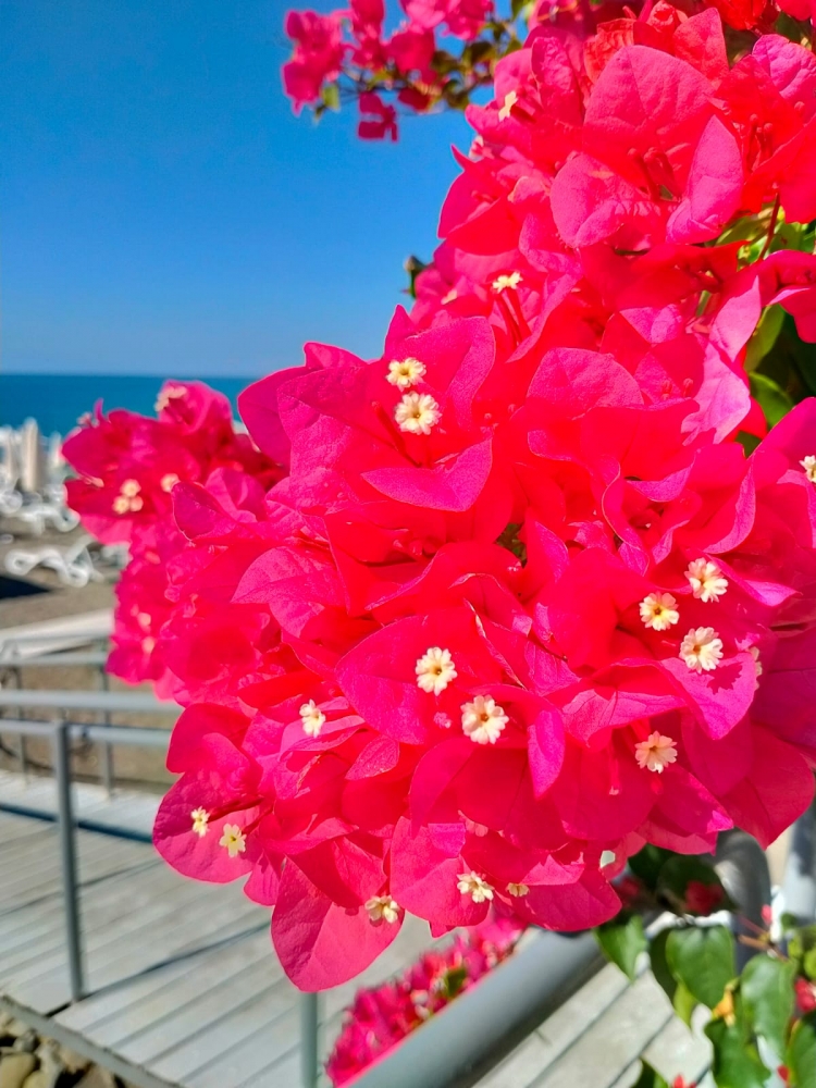 Бугенвеллия - ощущение праздника, фото 3 Бугенвеллия - ощущение праздника, фото 3