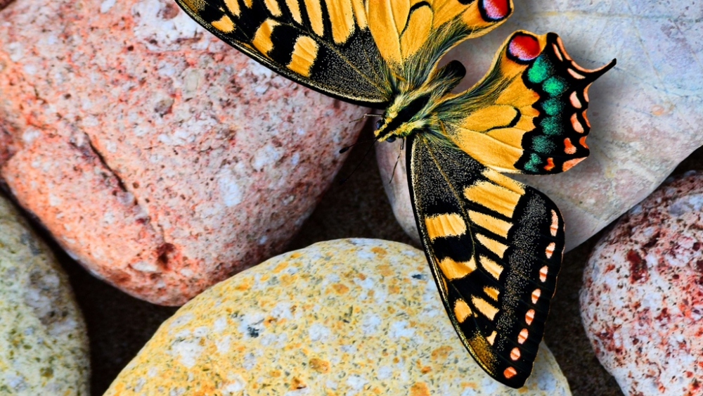 Обои насекомые (1), фото 4 Обои насекомые (1), фото 4