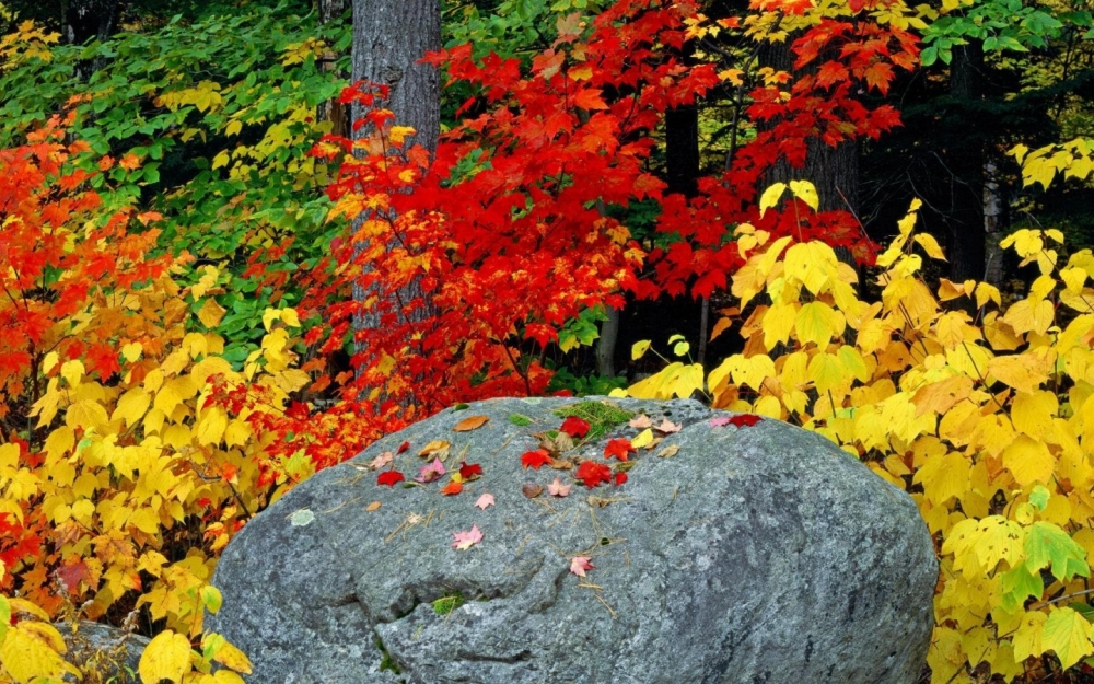 Осенние обои, фото 4 Осенние обои, фото 4