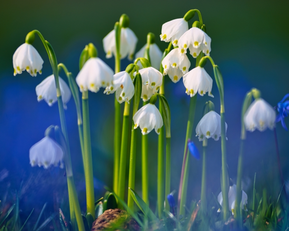 Обои макро (1), фото 4 Обои макро (1), фото 4