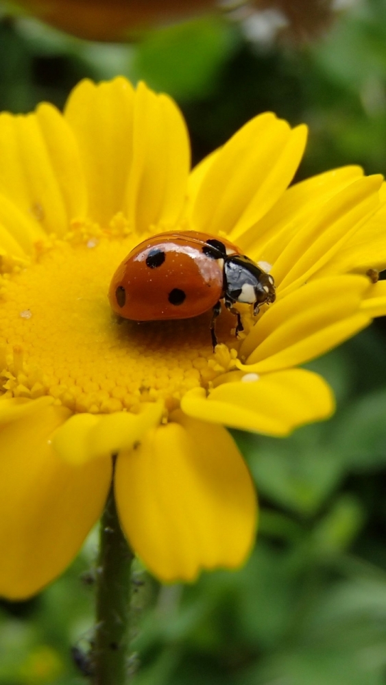 Макро обои для смартфона, фото 4 Макро обои для смартфона, фото 4