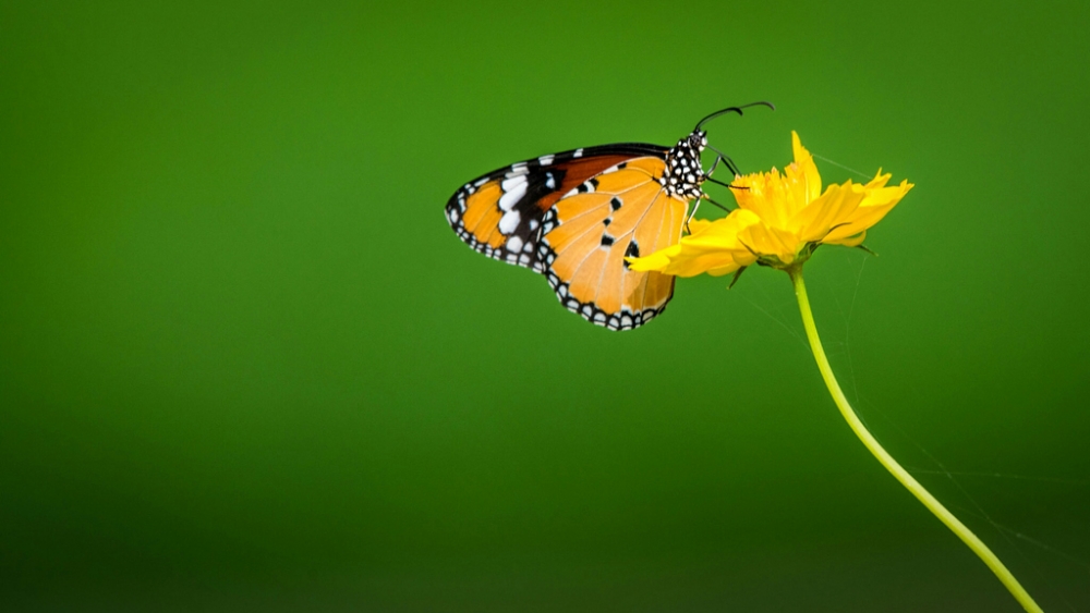 Обои насекомые (2), фото 3 Обои насекомые (2), фото 3