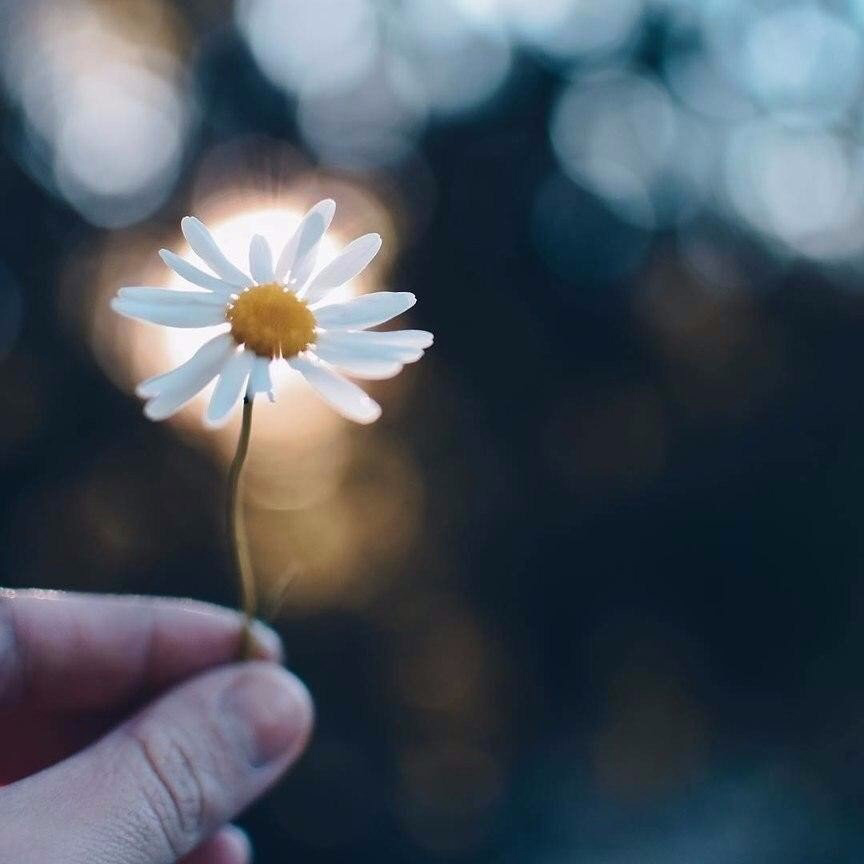 Обои с ромашками , фото 12