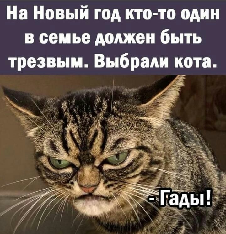 Настроение КОШКИ!, фото 1 Настроение КОШКИ!, фото 1