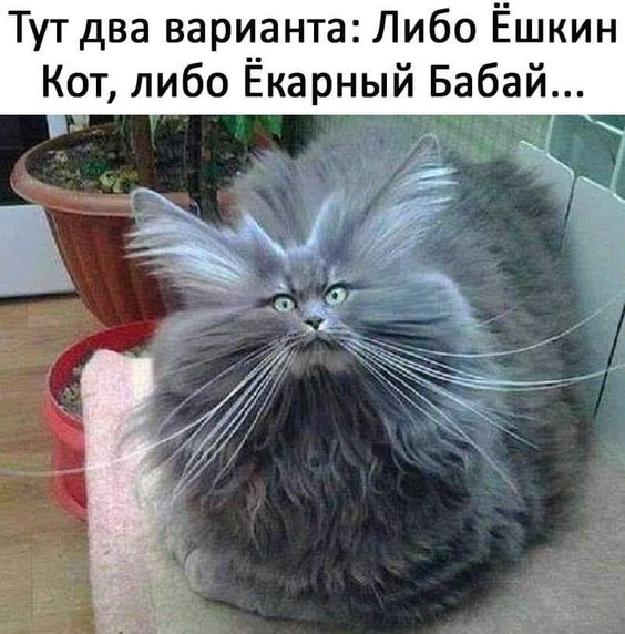Смешные картинки с котиками. Часть 1, фото 20 Смешные картинки с котиками. Часть 1, фото 20