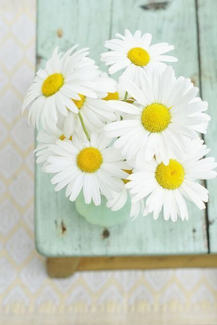 Обои с ромашками , фото 45