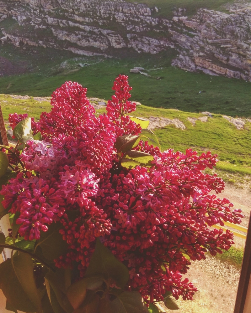 Обои с сиренью , фото 3