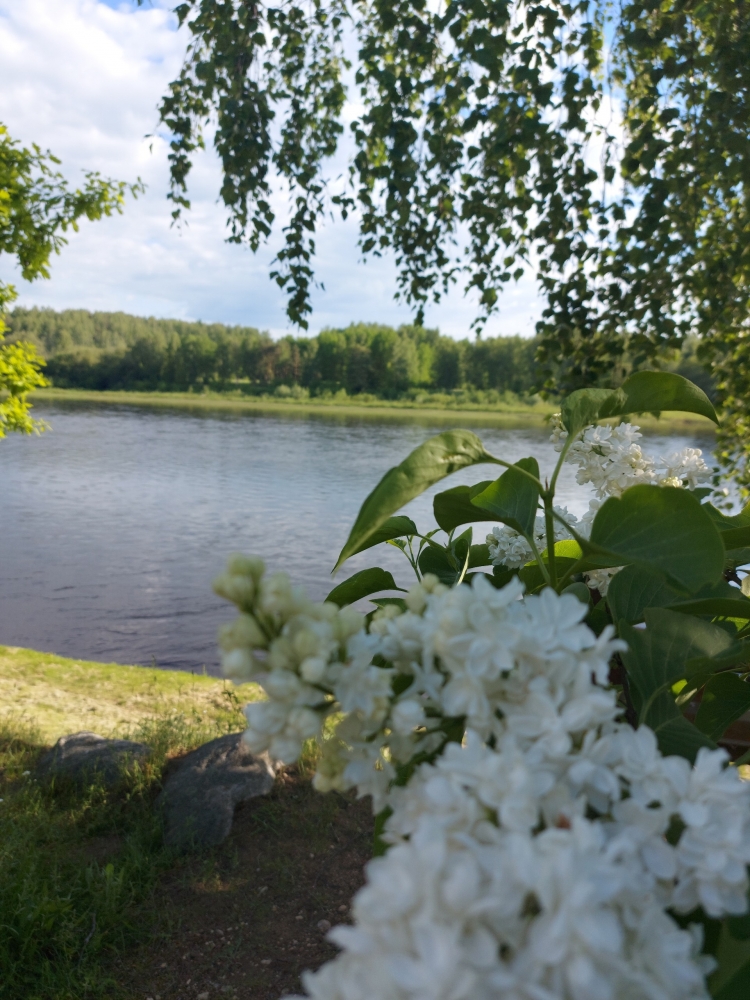 Обои с сиренью , фото 35