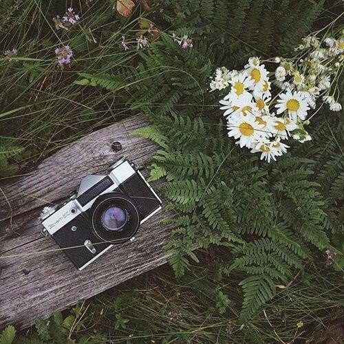 Обои с ромашками , фото 9