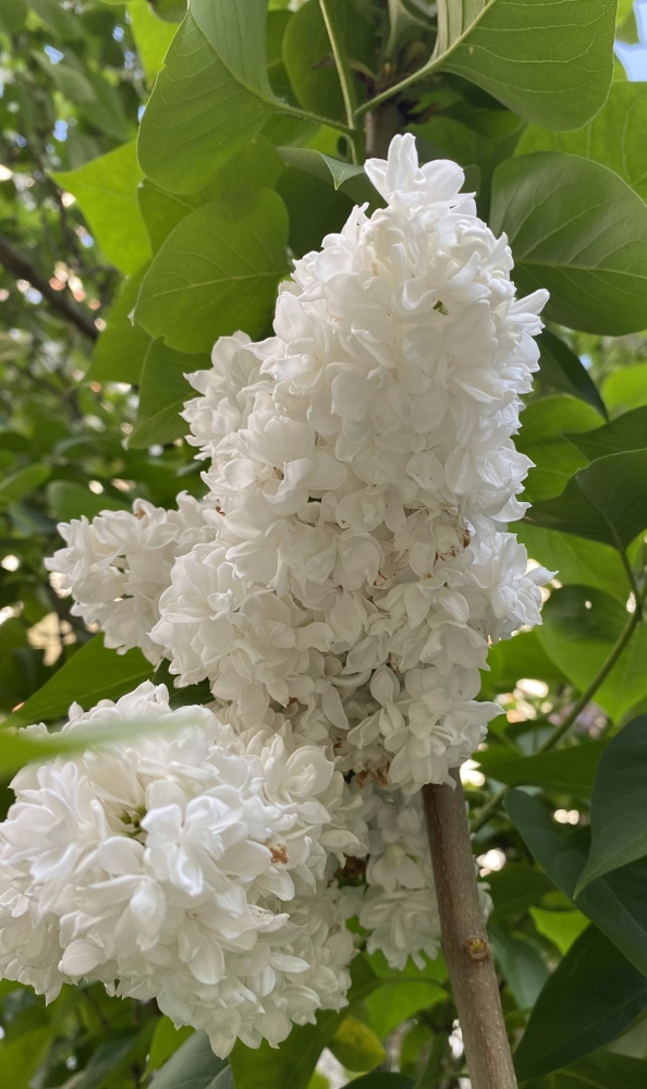 Обои с сиренью , фото 33