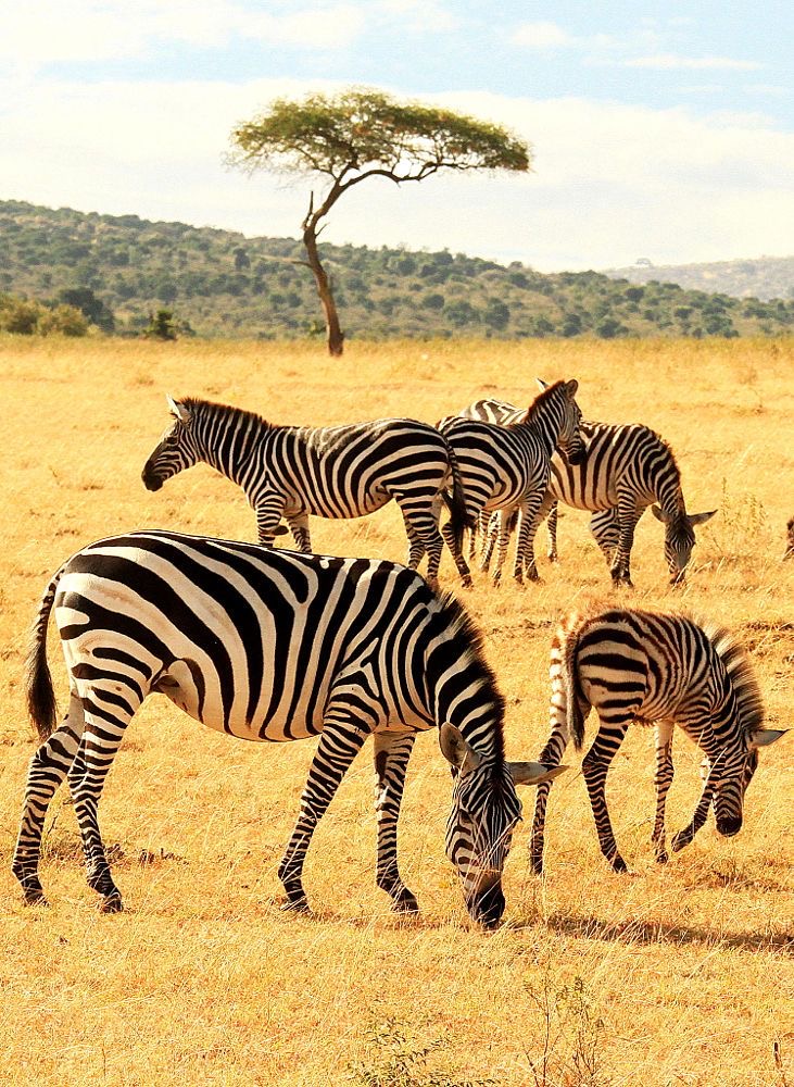 Обои в мире животных. Обои с зебрами, фото 37