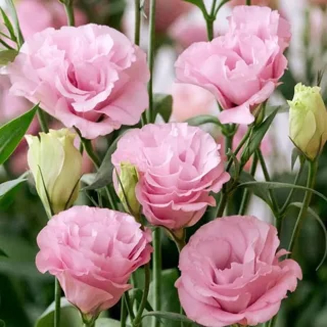 Красавица эустома, фото 4