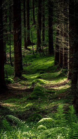 Обои и заставки на тему Лес, фото 23 Обои и заставки на тему Лес, фото 23