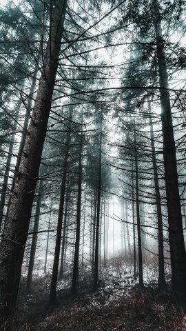 Обои и заставки на тему Лес, фото 15 Обои и заставки на тему Лес, фото 15