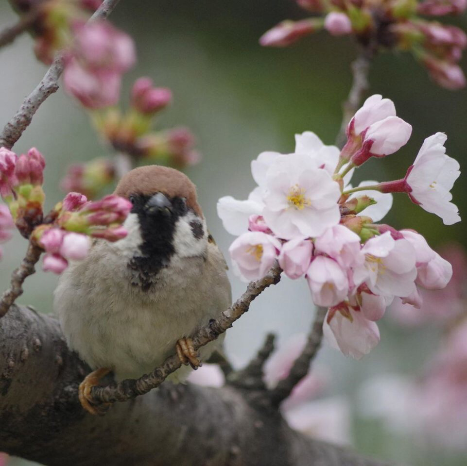 Весенние обои, фото 15 Весенние обои, фото 15