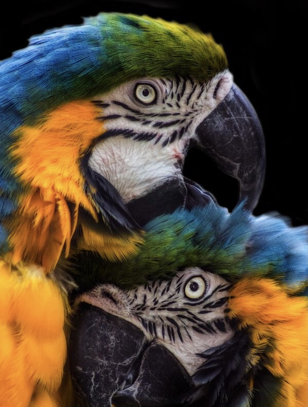 Обои с животными. Мир птиц: попугаи 🦜 , фото 5 Обои с животными. Мир птиц: попугаи 🦜 , фото 5