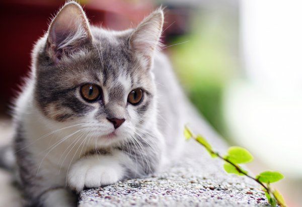 Обои милые котята , фото 28 Обои милые котята , фото 28