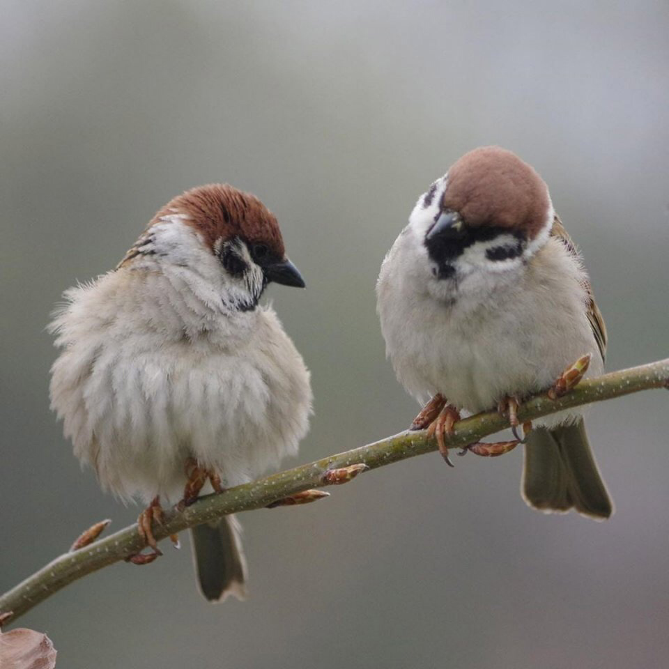 Весенние обои, фото 10 Весенние обои, фото 10