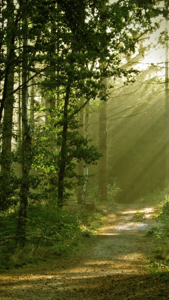 Обои и заставки на тему Лес, фото 25 Обои и заставки на тему Лес, фото 25