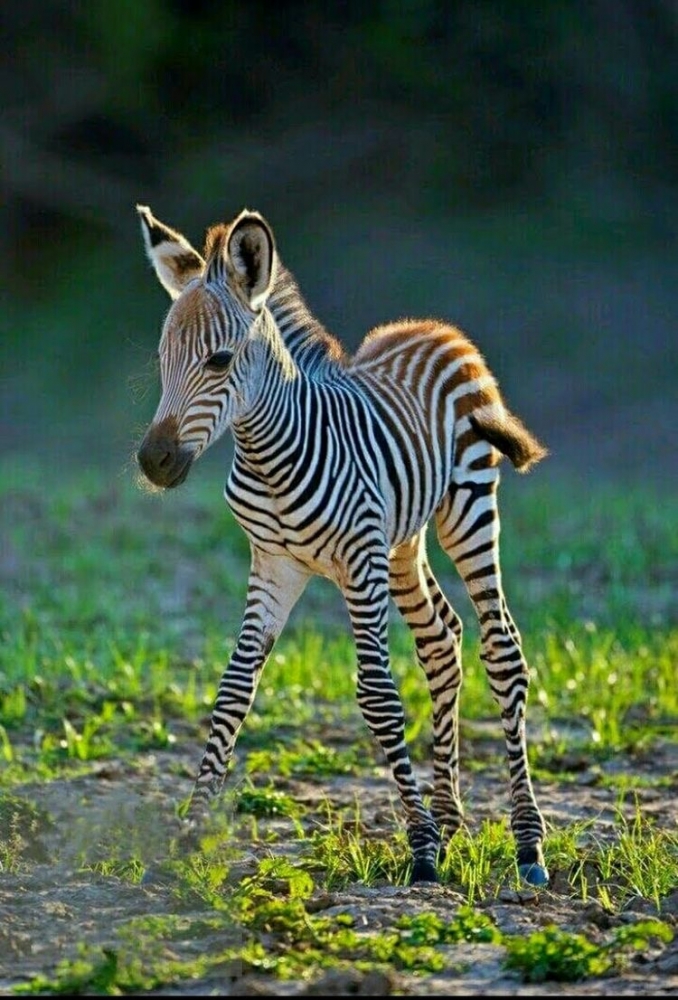 Обои в мире животных. Обои с зебрами, фото 8