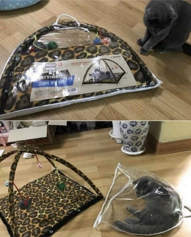 Подборка милых фотографий с котами и кошками, фото 12