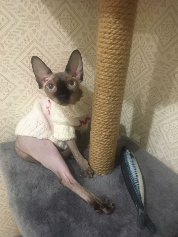 Подборка милых фотографий с котами и кошками, фото 1