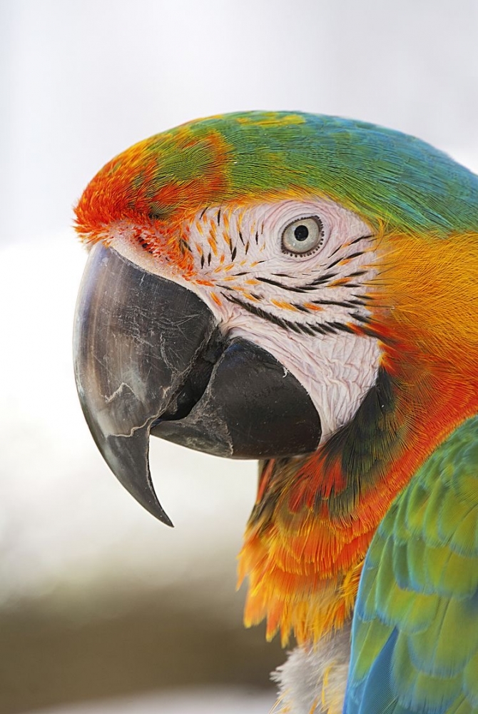 Обои с животными. Мир птиц: попугаи 🦜 , фото 20 Обои с животными. Мир птиц: попугаи 🦜 , фото 20