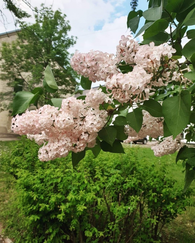 Обои с сиренью , фото 6