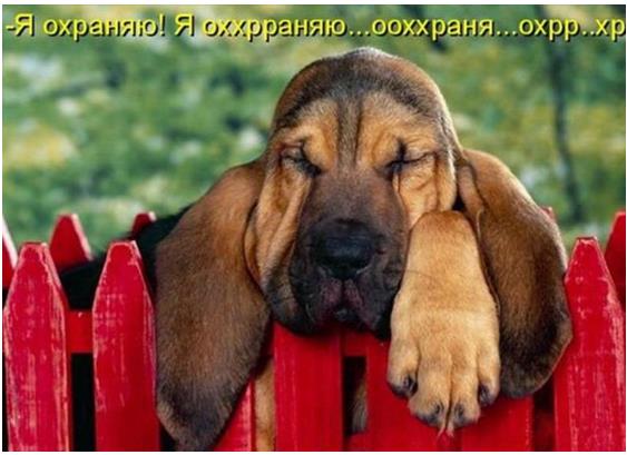 Животные очаровывают, фото 11 Животные очаровывают, фото 11