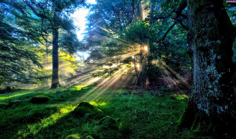 Шуми, шуми, зеленый лес!