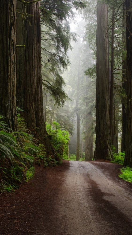 Обои и заставки на тему Лес, фото 13 Обои и заставки на тему Лес, фото 13