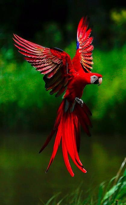 Обои с животными. Мир птиц: попугаи 🦜 , фото 17 Обои с животными. Мир птиц: попугаи 🦜 , фото 17