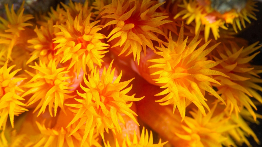 Обои мир моря (2), фото 4 Обои мир моря (2), фото 4