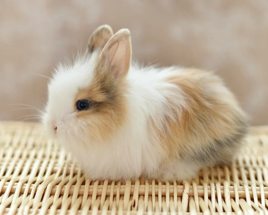 Декоративные кролики, фото 3 Декоративные кролики, фото 3