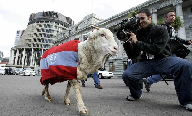 Баран, который оказался волкам не по зубам, фото 3 Баран, который оказался волкам не по зубам, фото 3