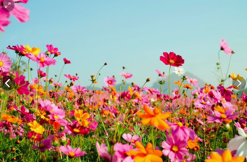 Лето, лето, васильки в букетах), фото 4