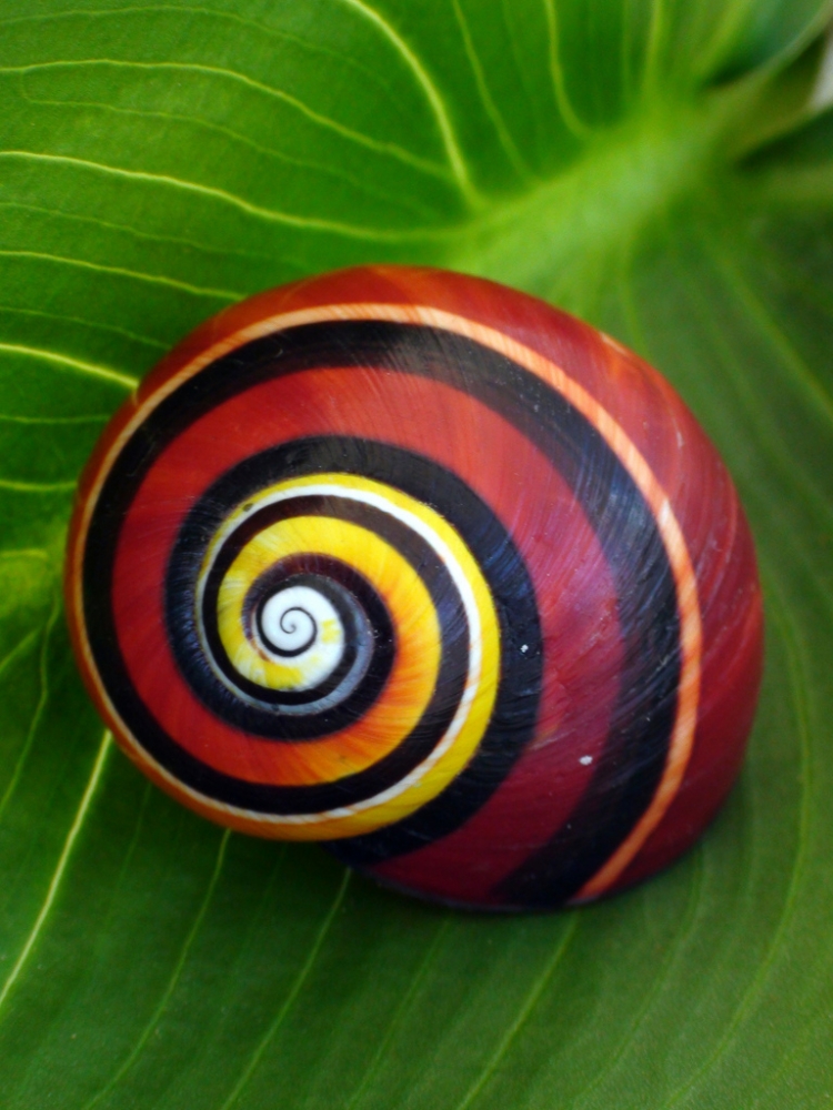 Удивительная красота улиток, фото 6 Удивительная красота улиток, фото 6