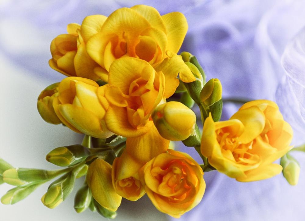 Волшебство нежной фрезии, фото 4