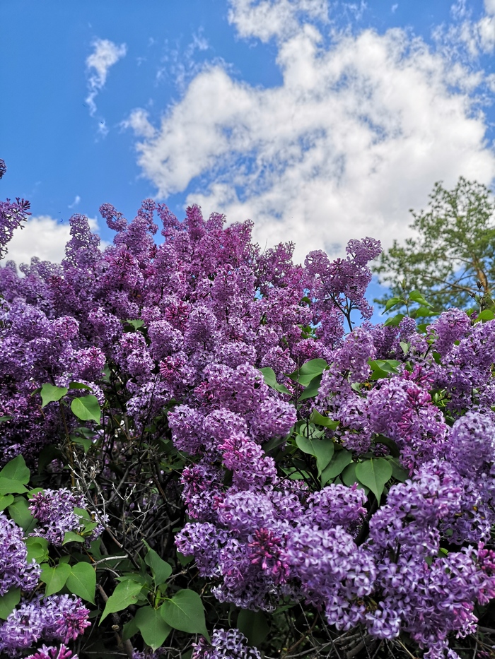 Прекрасная сирень, фото 3 Прекрасная сирень, фото 3
